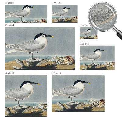 Fototapet modern la comandă Ornitologisk elegance