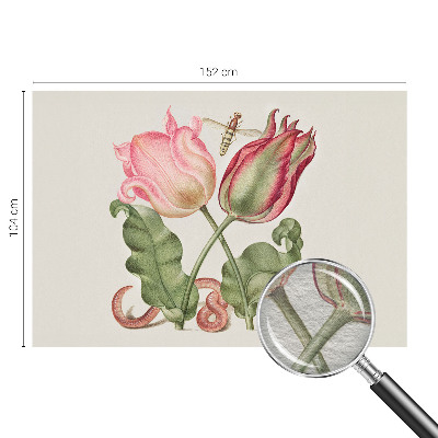 Fototapet Tulipan skønhed