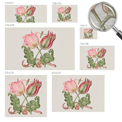 Fototapet Tulipan skønhed