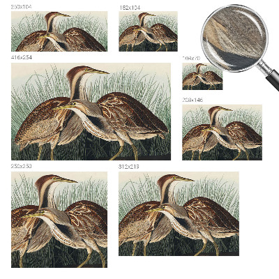 Tapet foto pe vlies Realistiske fugle