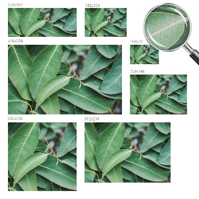 Fototapet autoadeziv Flori insecte