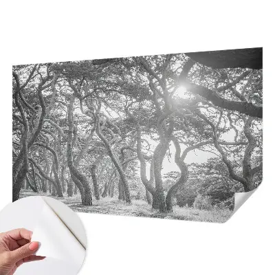 Tapet foto autoadeziv Abstracție de copac