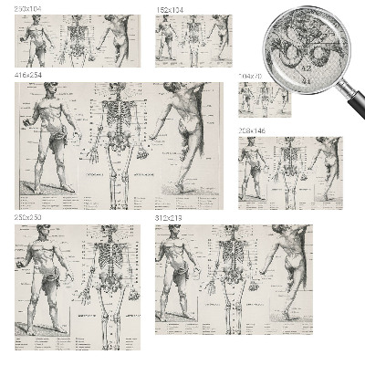 Fototapet 3D autoadeziv cu ilustrație în stilul anatomiei clasice
