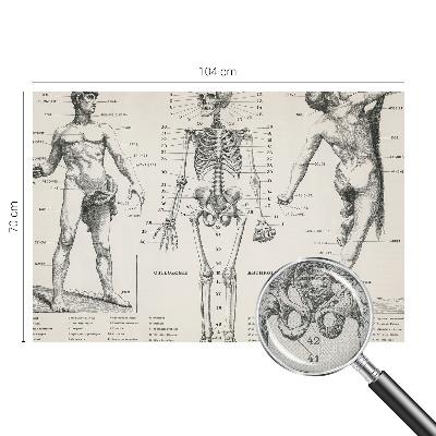 Fototapet 3D autoadeziv cu ilustrație în stilul anatomiei clasice