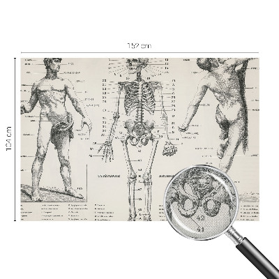 Fototapet 3D autoadeziv cu ilustrație în stilul anatomiei clasice