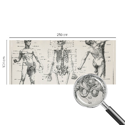 Fototapet 3D autoadeziv cu ilustrație în stilul anatomiei clasice
