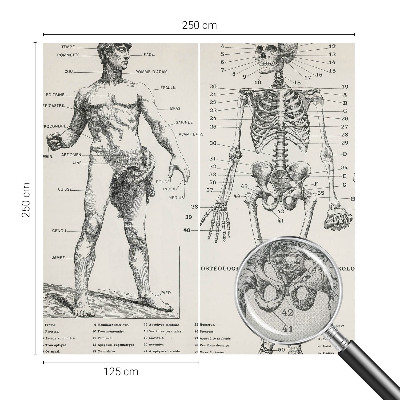 Fototapet 3D autoadeziv cu ilustrație în stilul anatomiei clasice