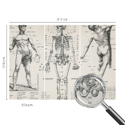Fototapet 3D autoadeziv cu ilustrație în stilul anatomiei clasice