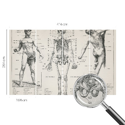 Fototapet 3D autoadeziv cu ilustrație în stilul anatomiei clasice