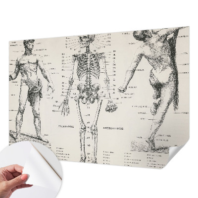 Fototapet 3D autoadeziv cu ilustrație în stilul anatomiei clasice