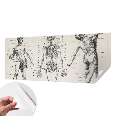 Fototapet 3D autoadeziv cu ilustrație în stilul anatomiei clasice