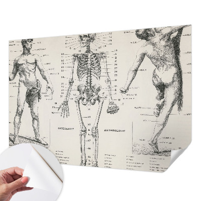 Fototapet 3D autoadeziv cu ilustrație în stilul anatomiei clasice