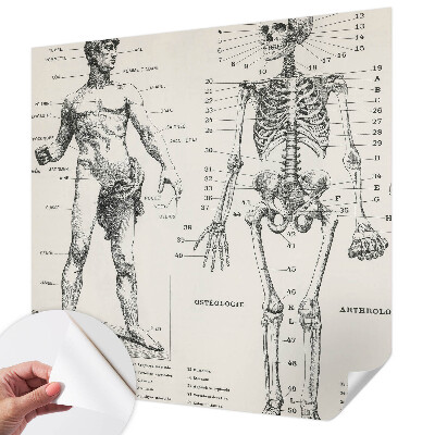 Fototapet 3D autoadeziv cu ilustrație în stilul anatomiei clasice