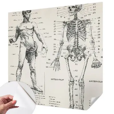 Fototapet 3d autoadeziv Klassisk anatomi