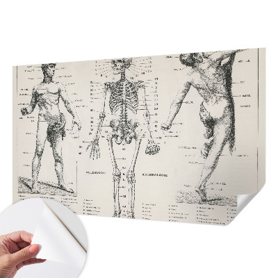 Fototapet 3D autoadeziv cu ilustrație în stilul anatomiei clasice