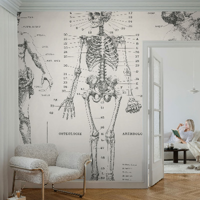 Fototapet 3D autoadeziv cu ilustrație în stilul anatomiei clasice