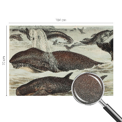 Fototapet 3d autoadeziv Havdyr