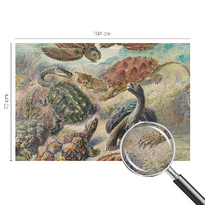 Nazwa produktu Skildpaddefauna