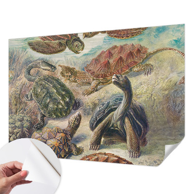 Nazwa produktu Skildpaddefauna