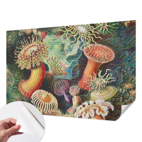 Fototapet autoadeziv Fancy anemoner