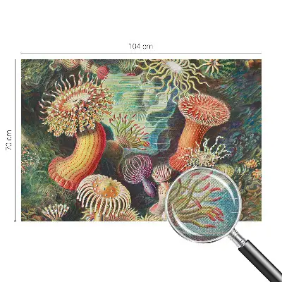 Fototapet autoadeziv Fancy anemoner