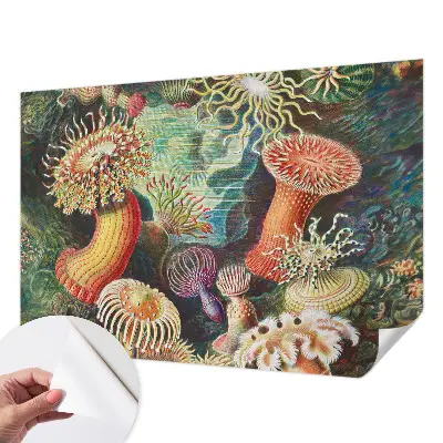 Fototapet autoadeziv Fancy anemoner