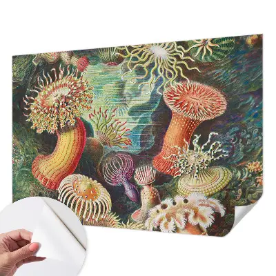 Fototapet autoadeziv Fancy anemoner
