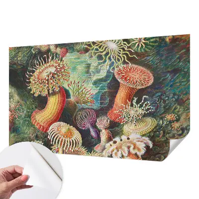 Fototapet autoadeziv Fancy anemoner