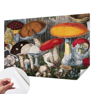 Fototapet autoadeziv pentru living Botaniske svampe