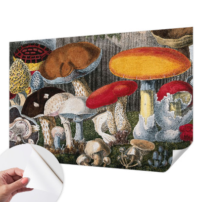 Fototapet autoadeziv pentru living cu motiv cu ciuperci botanice