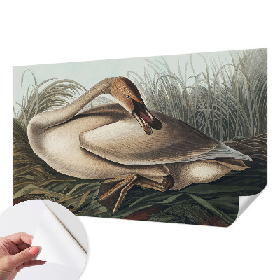 Fototapet 3d pentru living Naturlig fugl