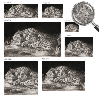 Fototapet autoadeziv Leopard hviler sig