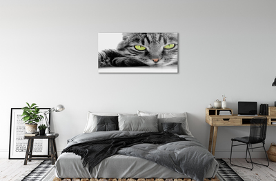 Tablouri acrilice pisică gri-negru