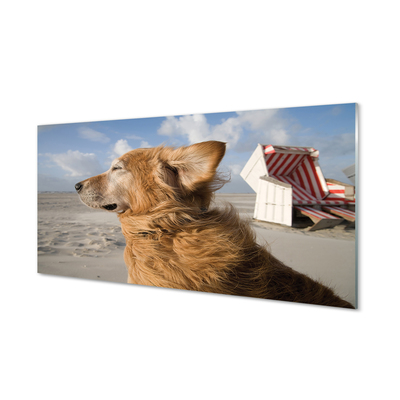 Tablouri acrilice Plaja de câine Brown