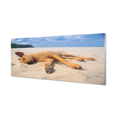 Tablouri acrilice Minciuna plajă câine