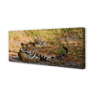 Tablouri canvas Tigers