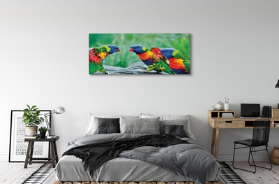 Tablouri canvas copac papagal colorat