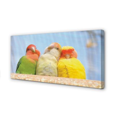 Tablouri canvas papagal colorat