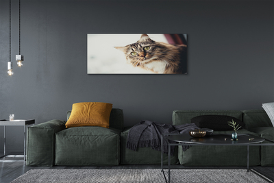Tablouri canvas Maine Coon Cat