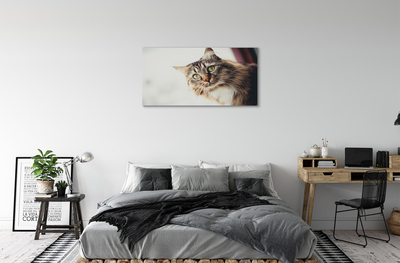 Tablouri canvas Maine Coon Cat