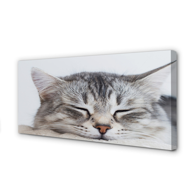 Tablouri canvas pisică somnoros