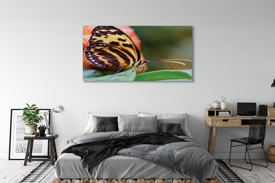 Tablouri canvas fluture