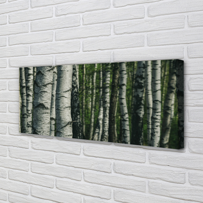 Tablouri canvas pădurea de mesteacăn