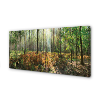 Tablouri canvas copac mesteacăn Pădure