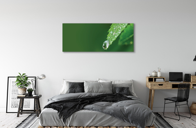 Tablouri canvas leaf picătură de apă