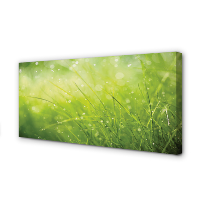 Tablouri canvas picături de rouă iarbă