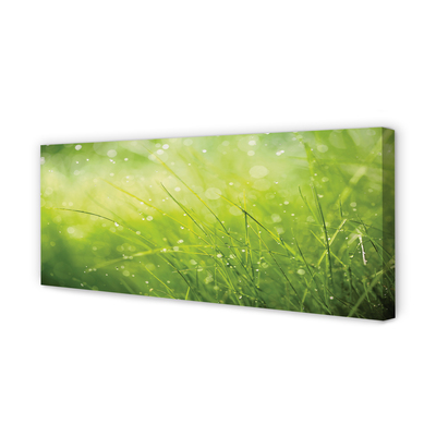 Tablouri canvas picături de rouă iarbă