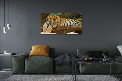 Tablouri canvas tigru copac