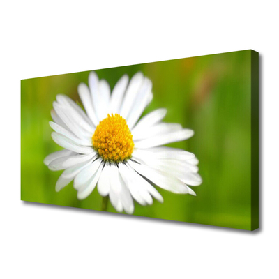 Tablou pe panza canvas Daisy Floral Galben Alb