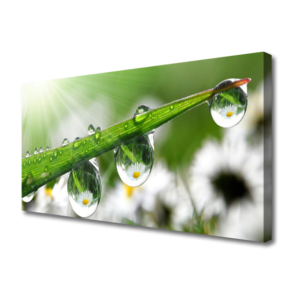 Tablou pe panza canvas Iarbă Picături de rouă Natura verde
